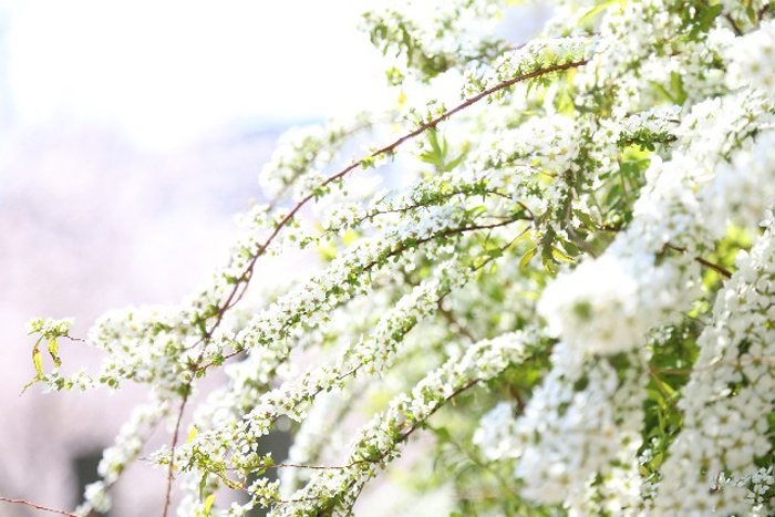 雪柳 ユキヤナギ の剪定時期や挿し木の方法は 花言葉は 家族子供健康イキイキニュース